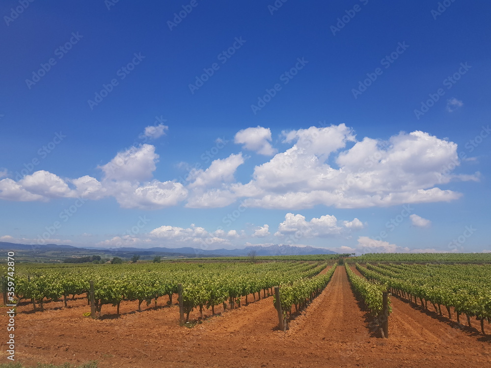 vineyard in france