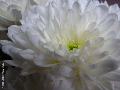 close up photo of white chrysanthemum flower. macro photo of a white flower