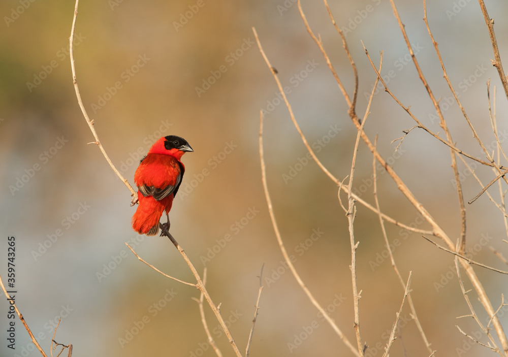Southern Red Bishop perched on dry branch Southern Red Bishop perched on dry branch