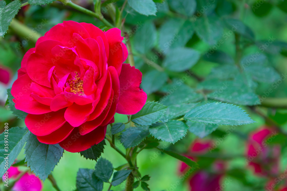 Large pink rose flower with green leaves in the summer in the Park. Close-up, selective focus, caption space.