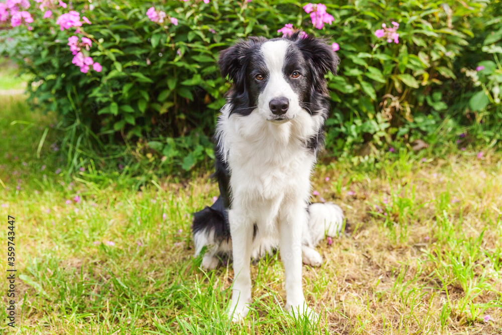 Outdoor portrait of cute smiling puppy border collie sitting on grass flower background. New lovely member of family little dog gazing and waiting for reward. Pet care and funny animals life concept.