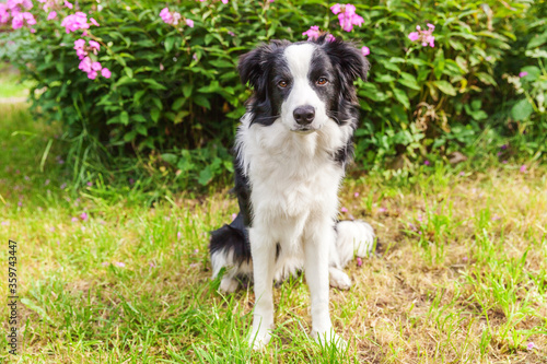 Outdoor portrait of cute smiling puppy border collie sitting on grass flower background. New lovely member of family little dog gazing and waiting for reward. Pet care and funny animals life concept. © Юлия Завалишина