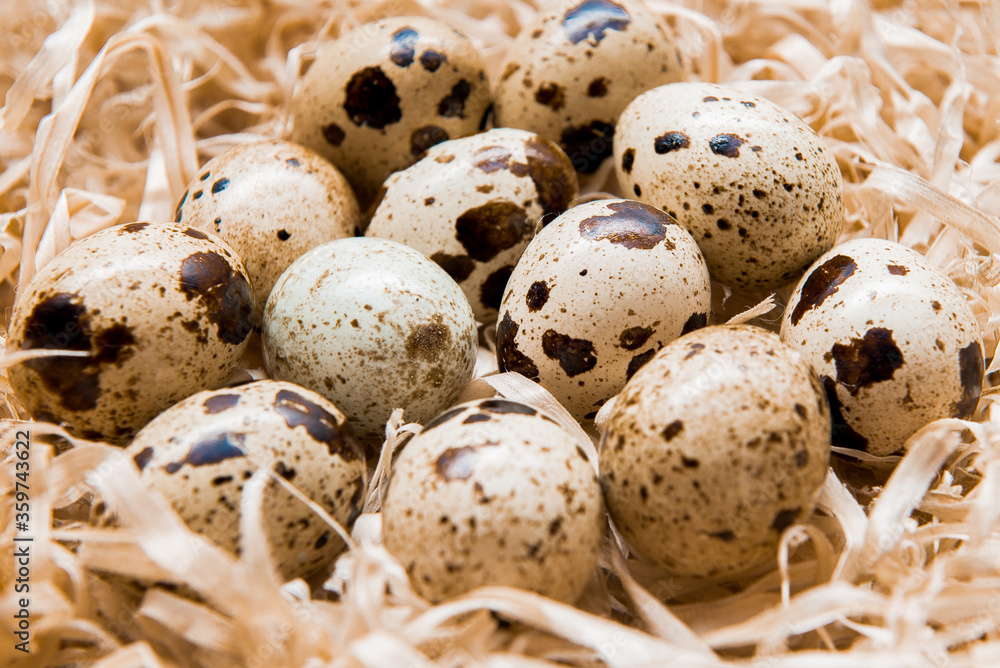 Food: group of quail eggs isolated on hay Food: group of quail eggs isolated on hay