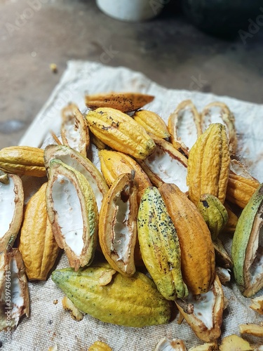 cocoa fruit outer layer