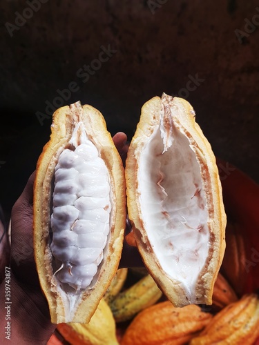 opened cocoa fruit