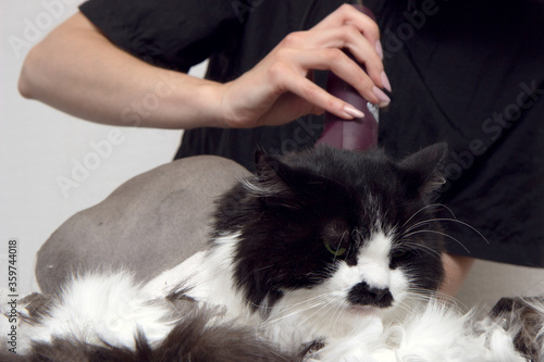 Groomer cut cat hair in the salon. Pet care at a pet store uses a trimmer to cut cat hair. © Yekatseryna