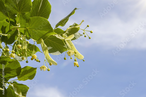 Linden blossom against the blue sky, sun glare. photo