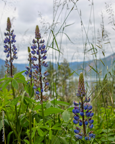 Farragut State Park photo