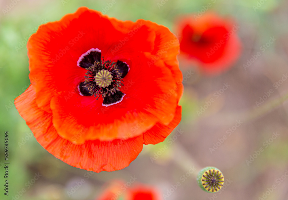Fototapeta premium Close up of a common poppy with its vivid red petals, its sepals with black spots at their base and its gynoecium or pistil with a blurred background
