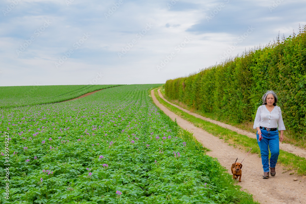 Mature woman walking calmly with her dog on a dirt path next to a potato growing field with small purple flowers, overcast day with a cloud covered sky in South Limburg, the Netherlands Holland