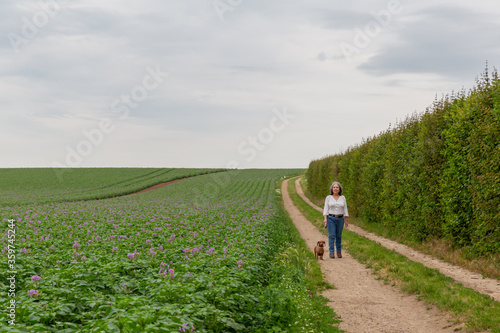 Mature Mexican woman with her dog on a dirt road next to a potato farm field with small purple flowers, overcast day with a cloud covered sky in South Limburg, the Netherlands