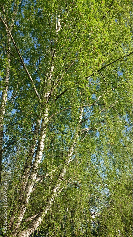 Fototapeta premium green forest in the morning