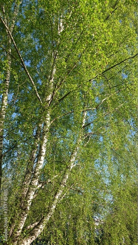 green forest in the morning