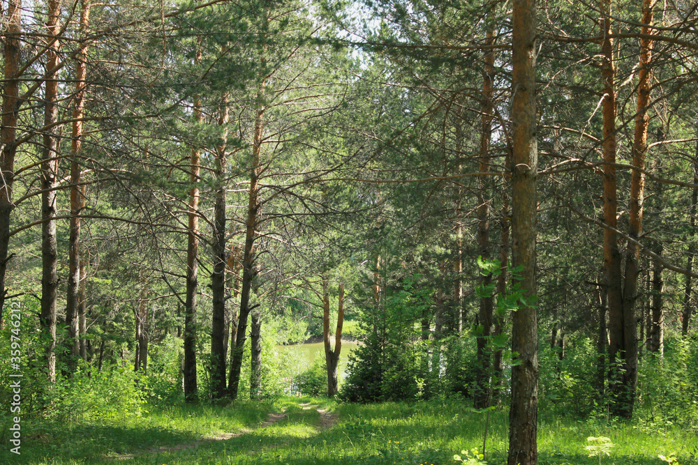 Fototapeta premium landscape with trees