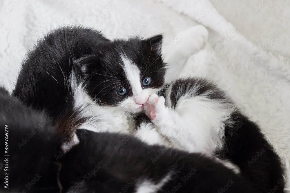close up of small tuxedo kitten lying with mother cat close up of small tuxedo kitten lying with mother cat