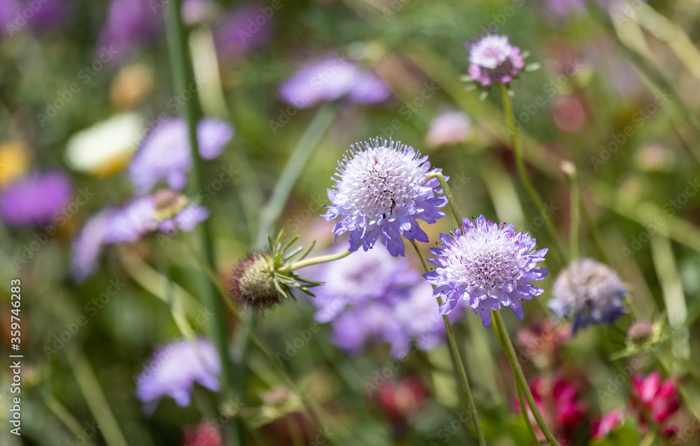 Wildflowers in a meadow pincushion lilac flowers