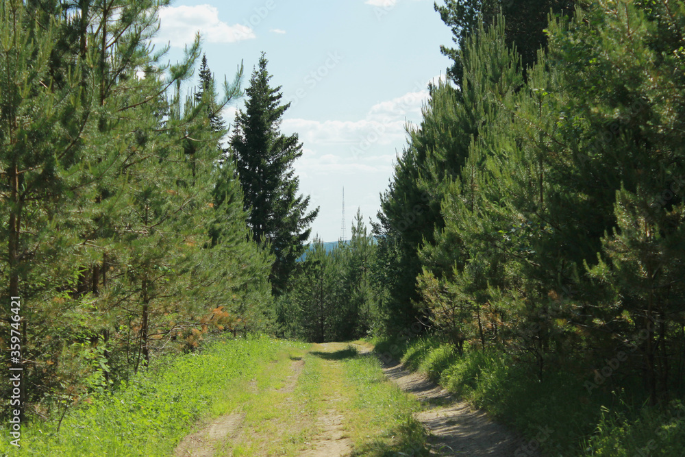 Obraz premium landscape with trees