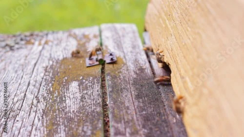 Close up of worker bees landing at the entrance to the bee colony hive photo