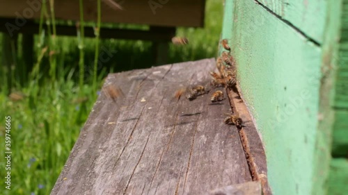 Static macro shot of worker bees hurrying in and out of their wooden hive photo