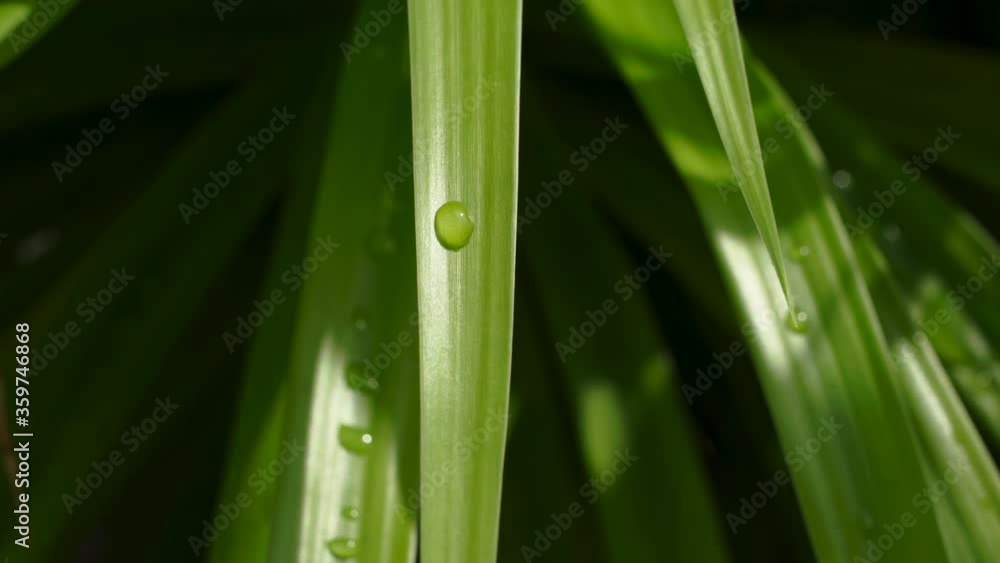 Water droplet on a green leaf sawing in the breeze. Beauty in nature. Water droplet on a green leaf sawing in the breeze. Beauty in nature.