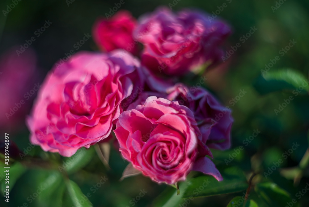 blooming pink rose flower, in the sunlight, on a natural green background. view from above. Natural flower red rose, vibrant coral rose. Floral texture background. save the space, summer flowers blooming pink rose flower, in the sunlight, on a natural green background. view from above. Natural flower red rose, vibrant coral rose. Floral texture background. save the space, summer flowers