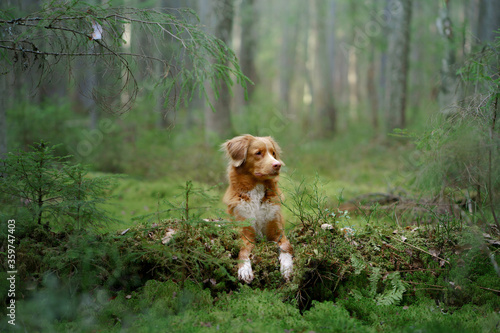 red dog in forest. Nova Scotia Duck Tolling Retriever in nature. Walk with a pet