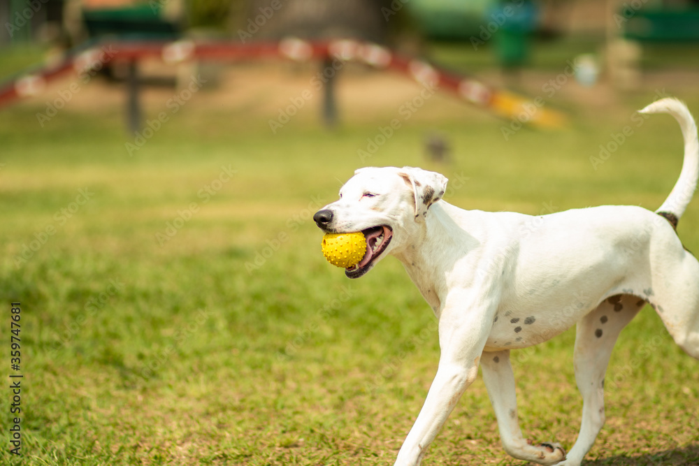 white dog walking on the park holding an yellow ball