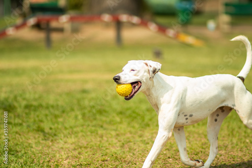 white dog walking on the park holding an yellow ball