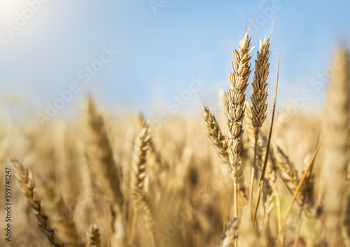 Wheat field with blue sky and sunlight