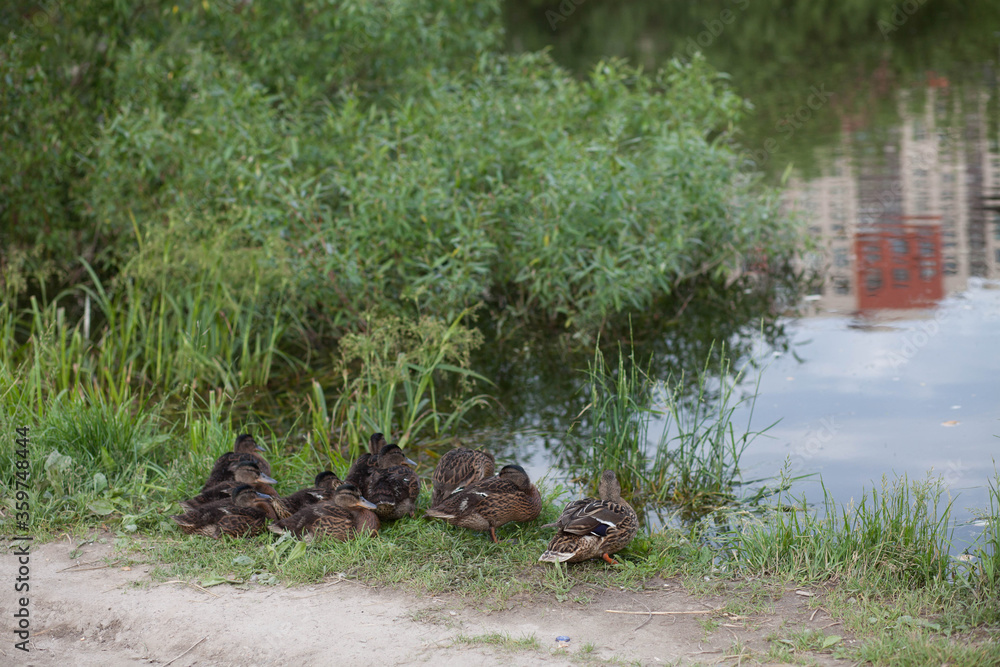 Duck with ducklings resting in the grass on the lake shore huddled in a flock Duck with ducklings resting in the grass on the lake shore huddled in a flock