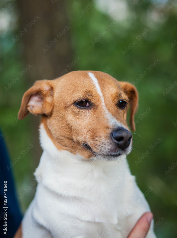 Portrait of a small dog of the Jack Russell Terrier breed with white and brown spots