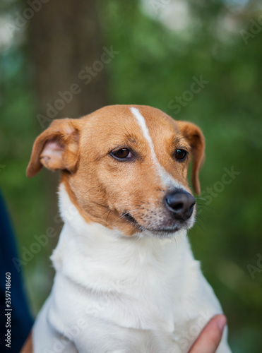 Portrait of a small dog of the Jack Russell Terrier breed with white and brown spots