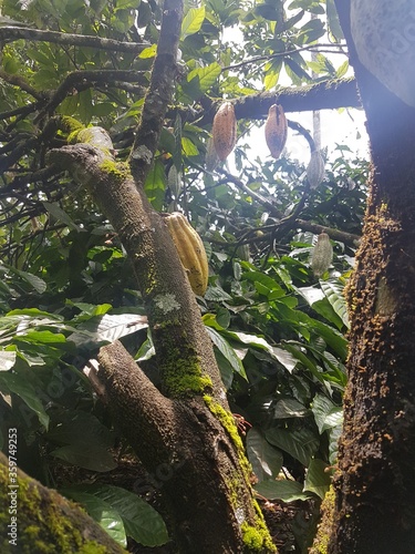 cocoa tree with lots of fruit