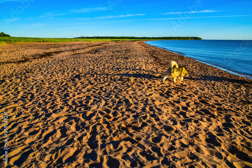 malamute husky wandering on beach