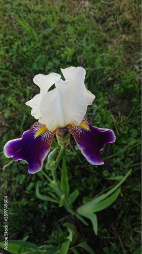iris flower closeup