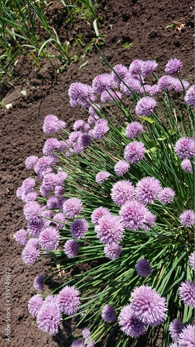 pink flowers in the garden