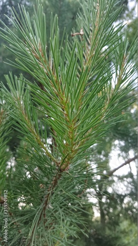 green pine tree