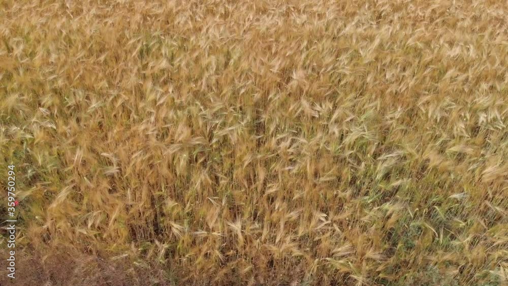 Ripe wheat on a farm field. View from above