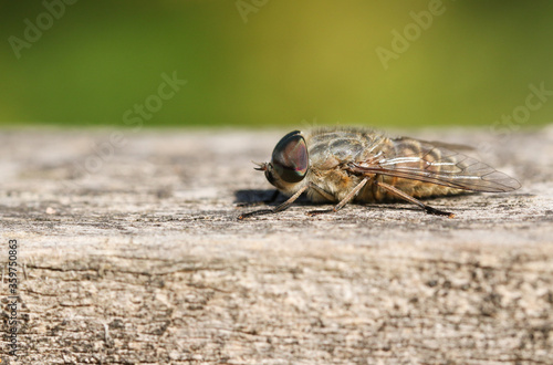 фотографія A Narrow-winged Horsefly, Tabanus maculicornis, perching on a wooden fence