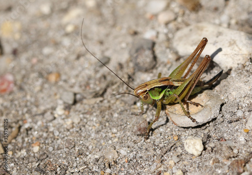 A beautiful Roesel's Bush-cricket, Metrioptera roeselii, standing on a dirt track at the edge of a meadow in the UK.