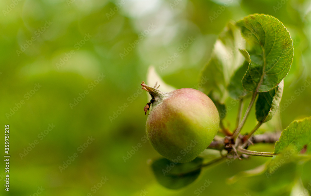 Young ripening domestic Apple fruit on blurred green background with space for text. Malus domestica.