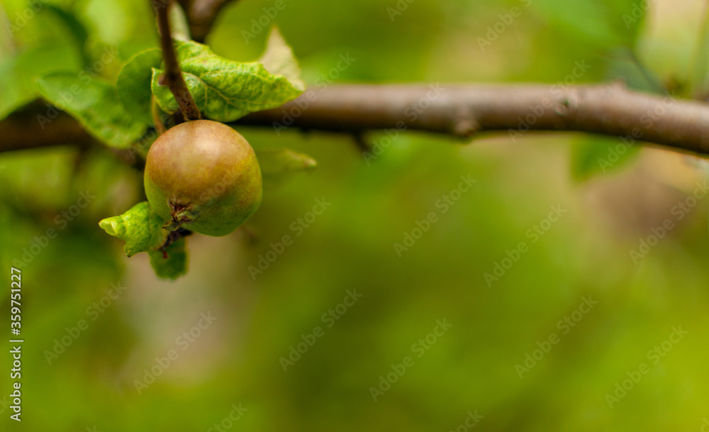 Young ripening domestic Apple fruit against blurred greenery background with space for text. Malus domestica. Young ripening domestic Apple fruit against blurred greenery background with space for text. Malus domestica.