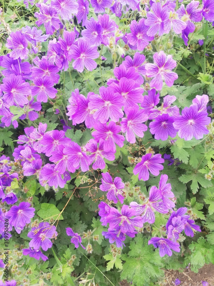 Fototapeta premium Batch of beautiful purple flowers.