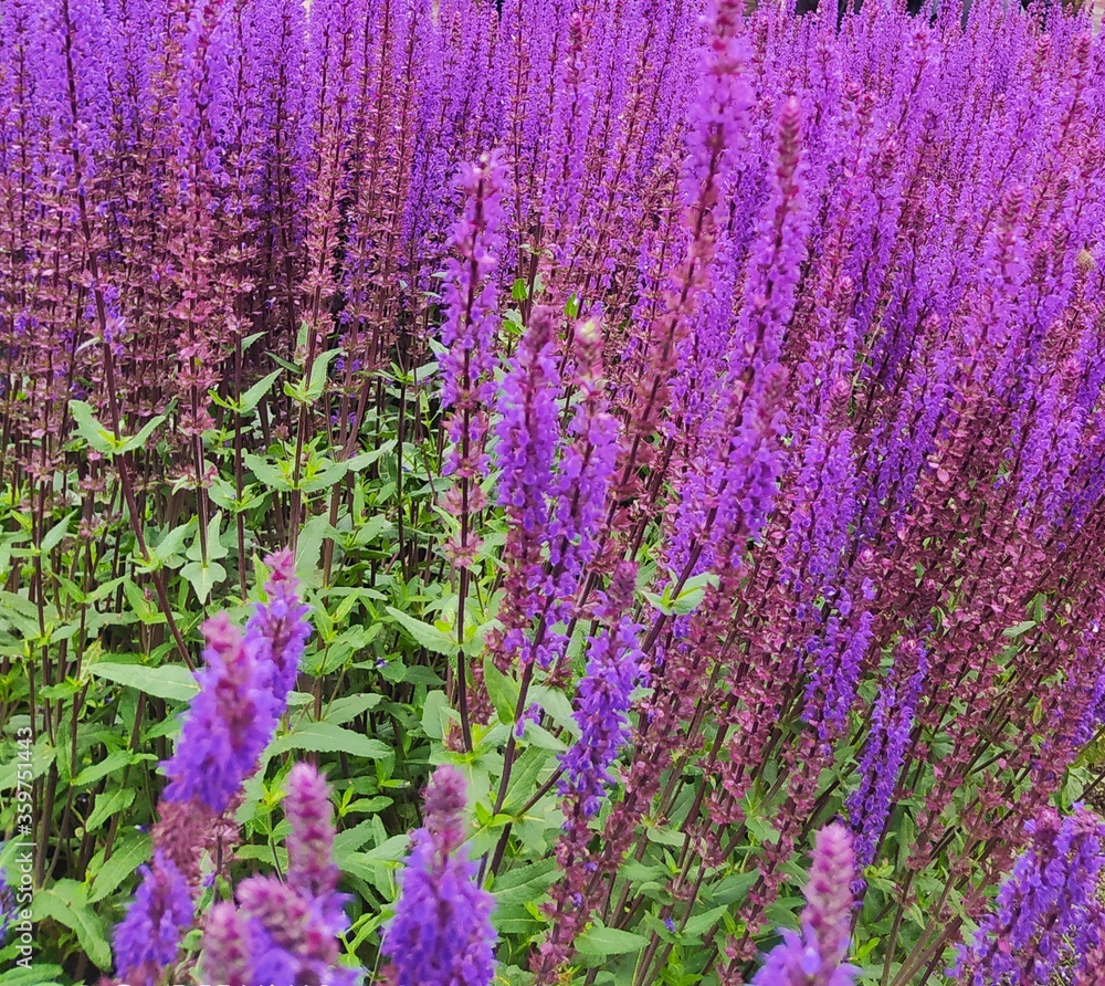 Obraz premium lavender flowers in the garden