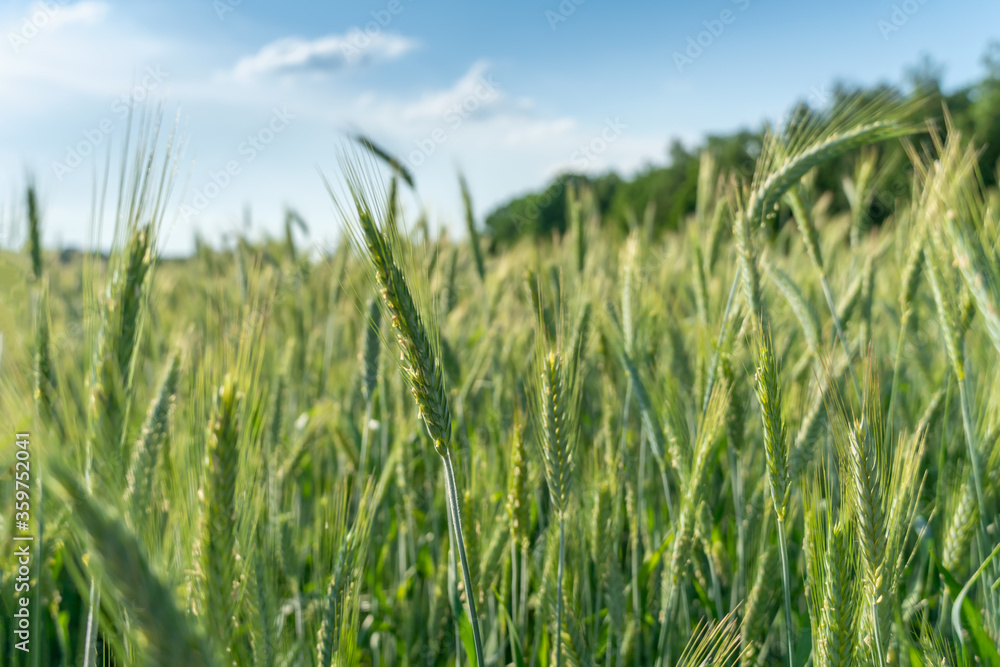 Spikelets of green rye against a blue sky with clouds close-up, field of green rye Spikelets of green rye against a blue sky with clouds close-up, field of green rye