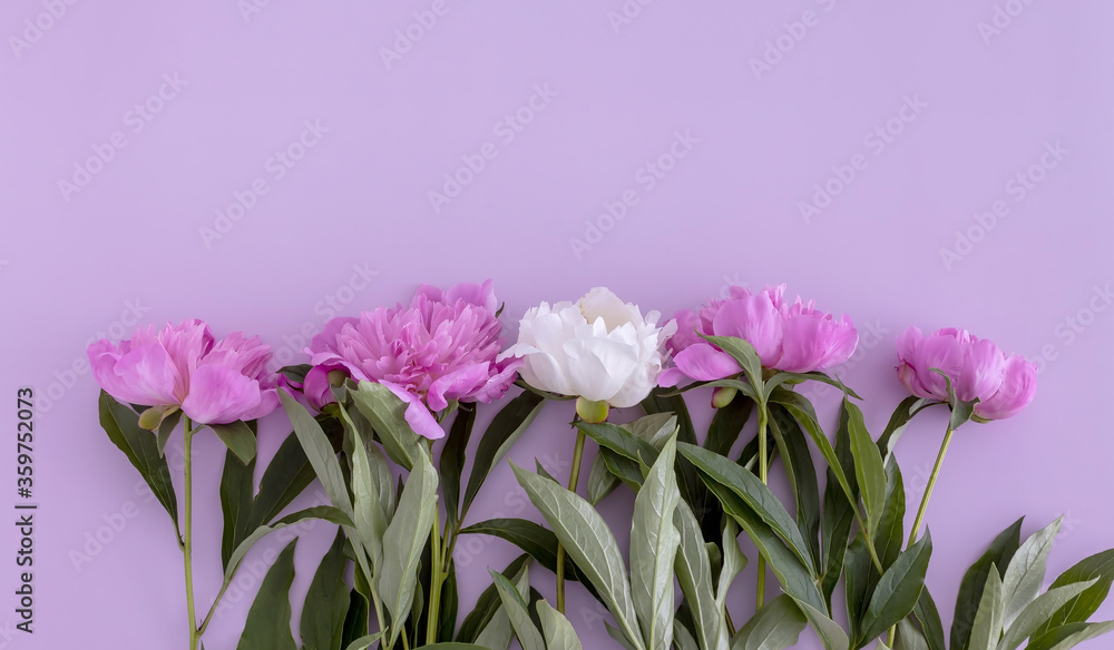 four pink peonies and one white peony lie on a purple background, top view. flat lay, copy space four pink peonies and one white peony lie on a purple background, top view. flat lay, copy space