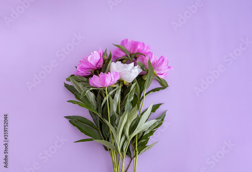 Wallpaper Mural a bouquet of four pink peonies and one white peony lies on a purple background, top view.  flat lay, copy space Torontodigital.ca