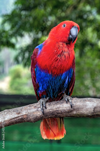 Portrait red blue parrot female Eclectus parrot (Eclectus roratus)