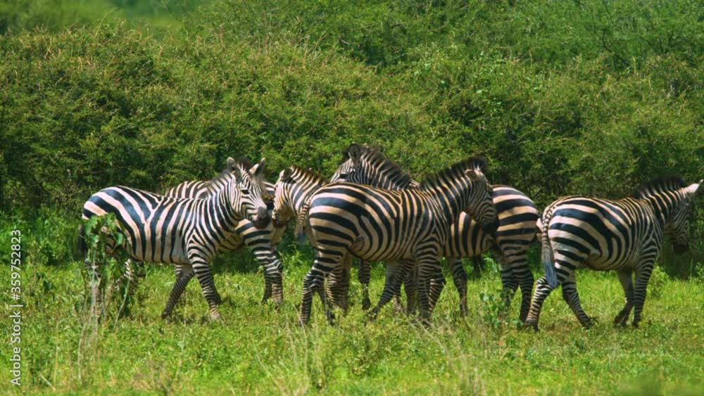 Wild zebra walking through african plains with grass in sunshine slow motion