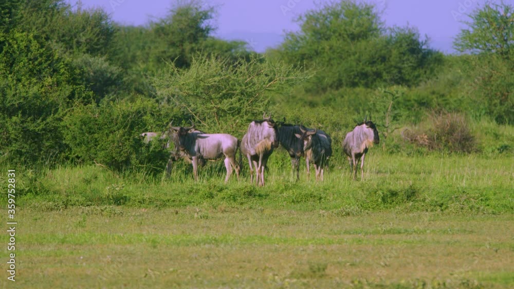 Wildebeest relaxing in the wild looking for predators, manyara ranch conservancy park tanznia Wildebeest relaxing in the wild looking for predators, manyara ranch conservancy park tanznia